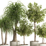Indoor Plant Set49