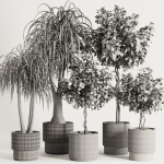 Indoor Plant Set49