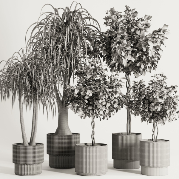 Indoor Plant Set49