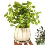 Indoor Plants 3