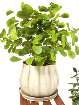 indoor-plants-3-3d-model-max-fbx