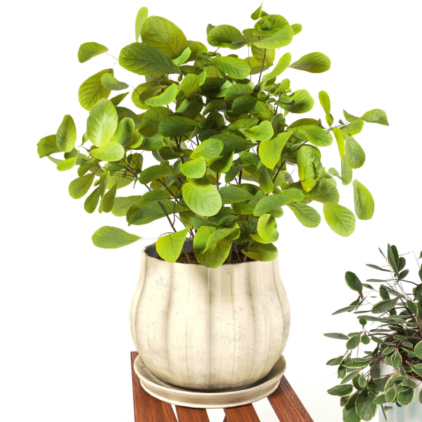 Indoor Plants 3