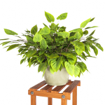 Indoor Plants 3