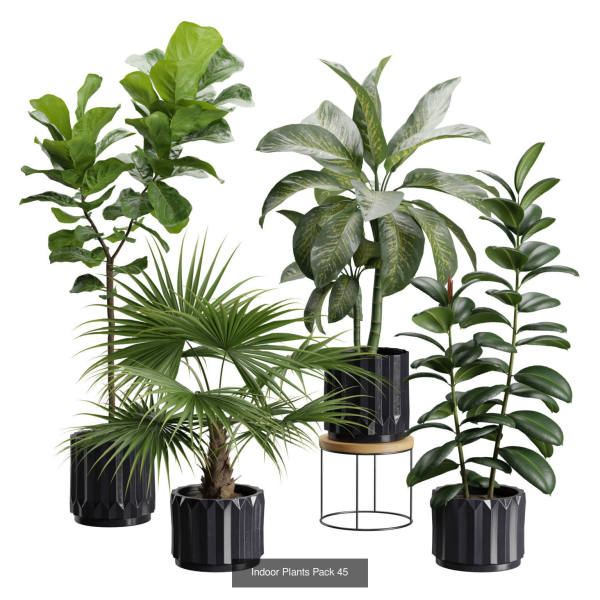 Indoor Plants Collection 03