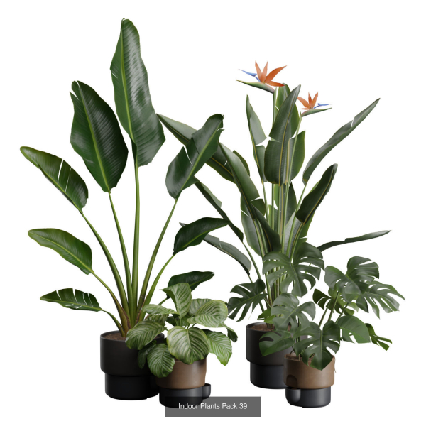 Indoor Plants Collection 03