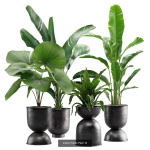 Indoor Plants Collection 03