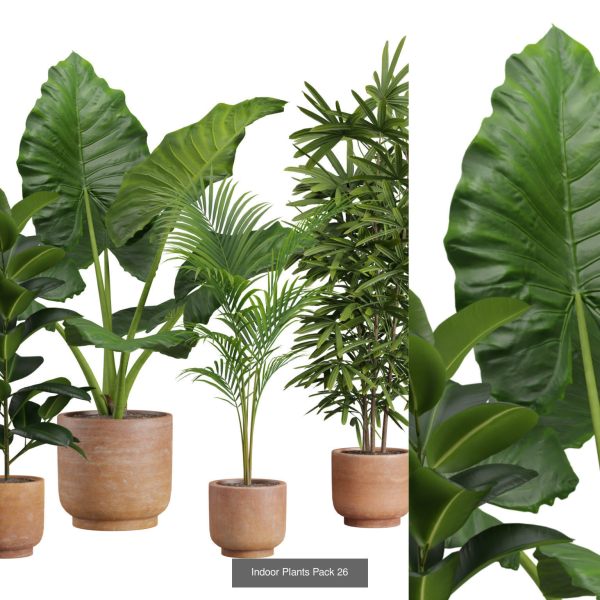 Indoor Plants Collection 03