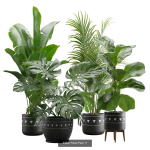 Indoor Plants Collection 03