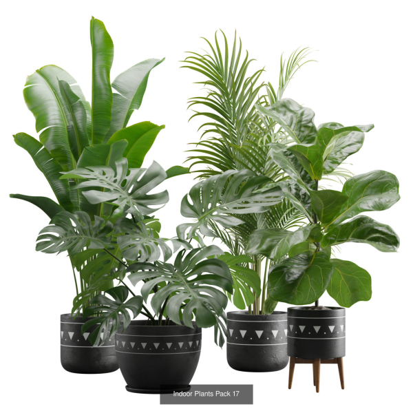 Indoor Plants Collection 03