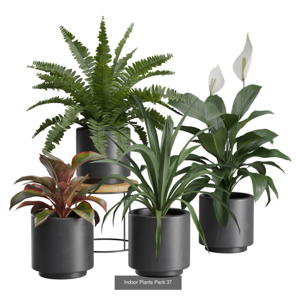 Indoor Plants Collection 03