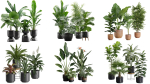 Indoor Plants Collection 03