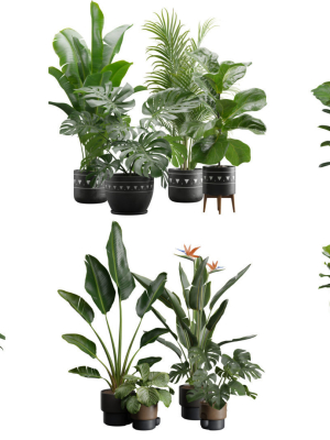 Indoor Plants Collection 03