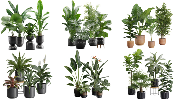 Indoor Plants Collection 03
