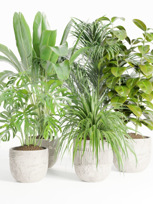 indoor plants collection vol 125-Blender