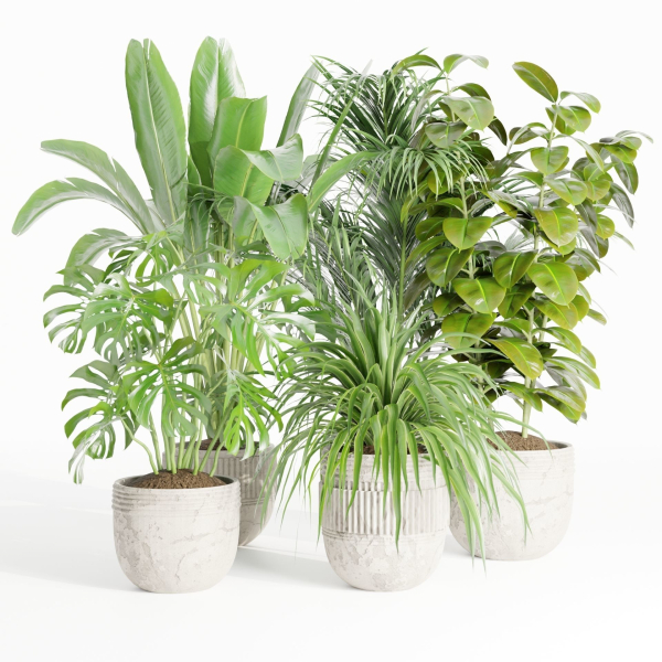 indoor plants collection vol 125-Blender