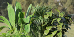 indoor plants collection vol 125-Blender