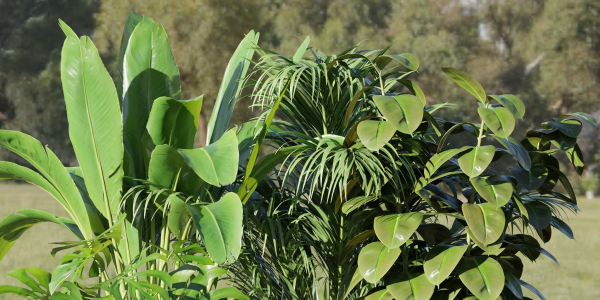 indoor plants collection vol 125-Blender