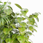 indoor plants collection vol 125-Blender