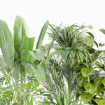 indoor plants collection vol 125-Blender