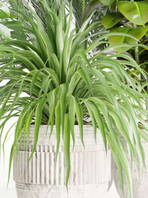indoor-plants-collection-vol-125-blender-3d-model-b213f01a37