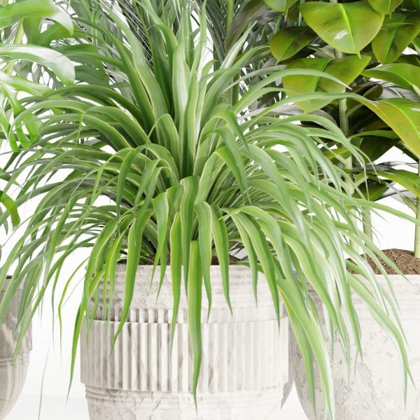 indoor plants collection vol 125-Blender