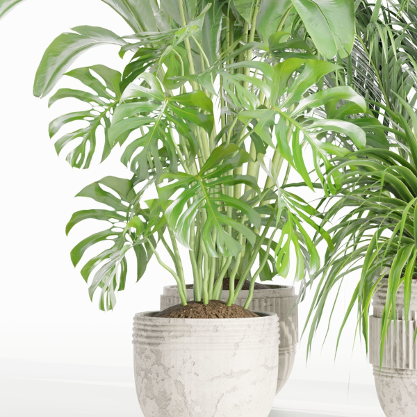indoor plants collection vol 125-Blender
