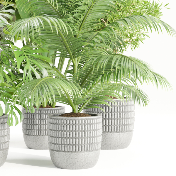 Indoor Plants Collection vol 157-Blender
