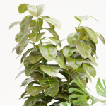 Indoor Plants Collection vol 157-Blender