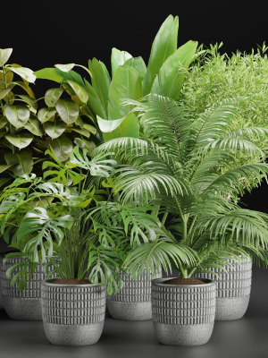 Indoor Plants Collection vol 157-Blender