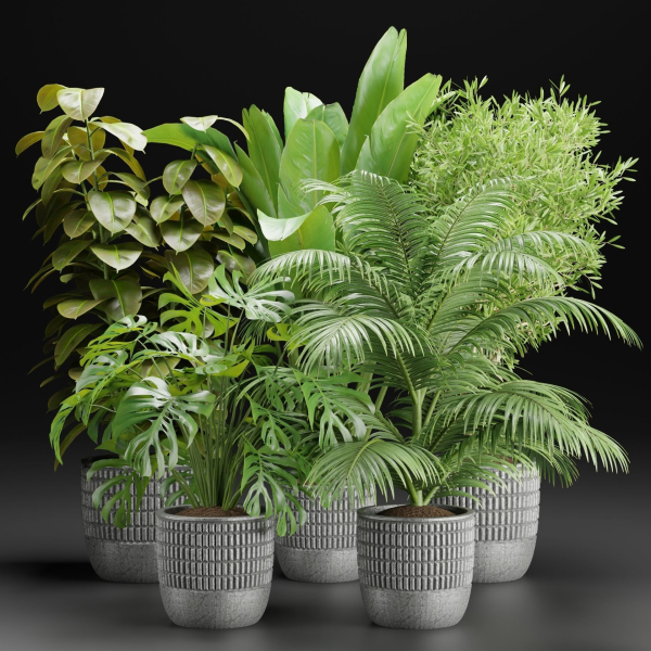 Indoor Plants Collection vol 157-Blender