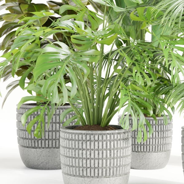 Indoor Plants Collection vol 157-Blender
