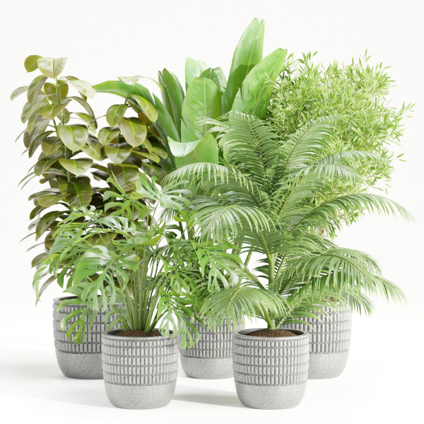 Indoor Plants Collection vol 157-Blender
