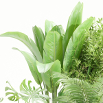 Indoor Plants Collection vol 157-Blender
