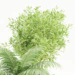 Indoor Plants Collection vol 157-Blender