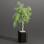 indoor plants collection vol 181-Blender