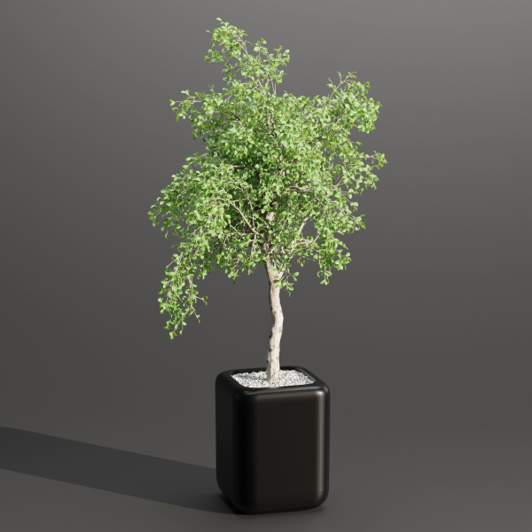 indoor plants collection vol 181-Blender