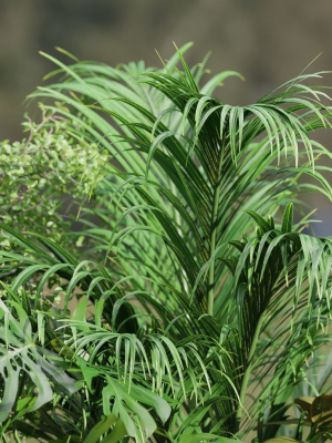 indoor-plants-collection-vol-181-blender-3d-model-587635161d