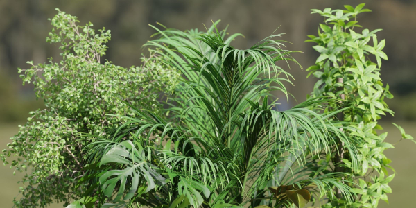 indoor plants collection vol 181-Blender