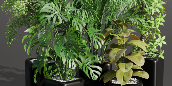indoor plants collection vol 181-Blender
