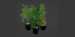 indoor plants collection vol 181-Blender