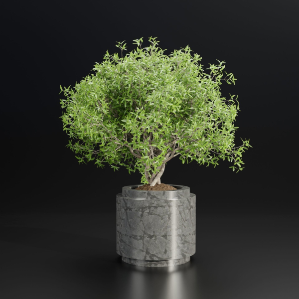 indoor plants collection vol 192-Blender