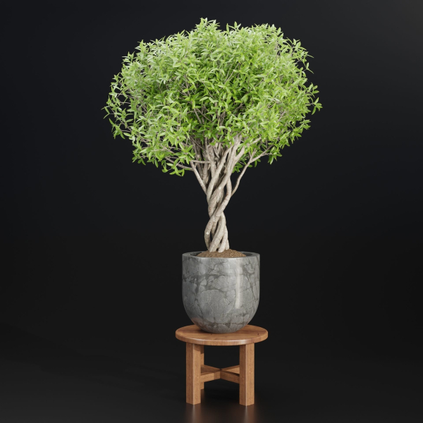 indoor plants collection vol 192-Blender