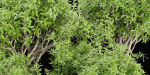 indoor plants collection vol 192-Blender