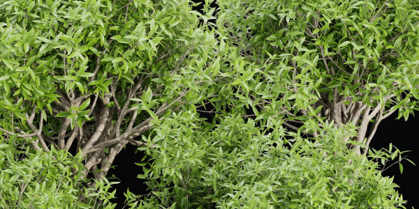 indoor plants collection vol 192-Blender