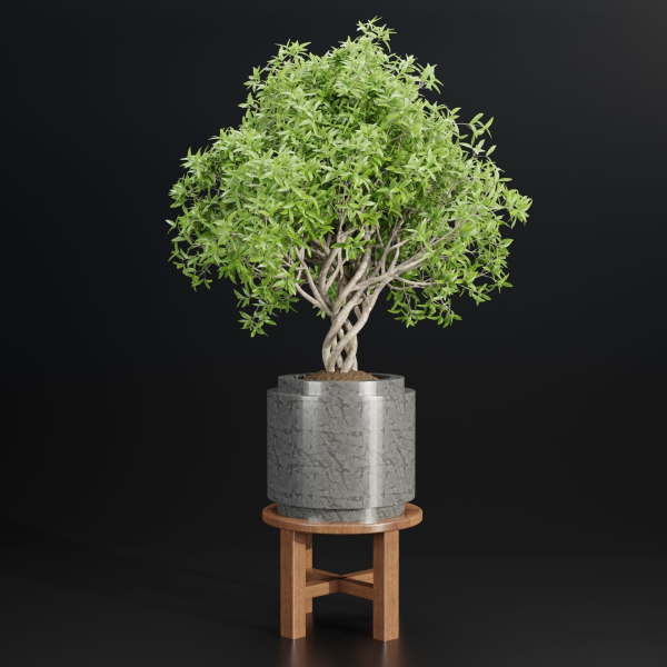 indoor plants collection vol 192-Blender