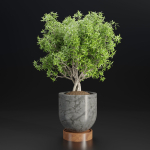 indoor plants collection vol 192-Blender