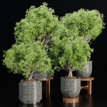 indoor plants collection vol 192-Blender