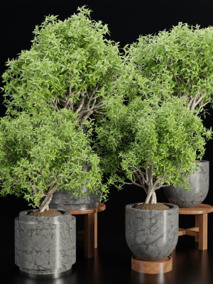 indoor plants collection vol 192-Blender