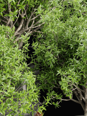 indoor-plants-collection-vol-192-blender-3d-model-ec7052aad0