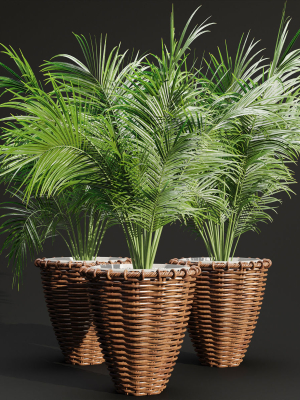 Indoor Plants Collection vol 202-Blender